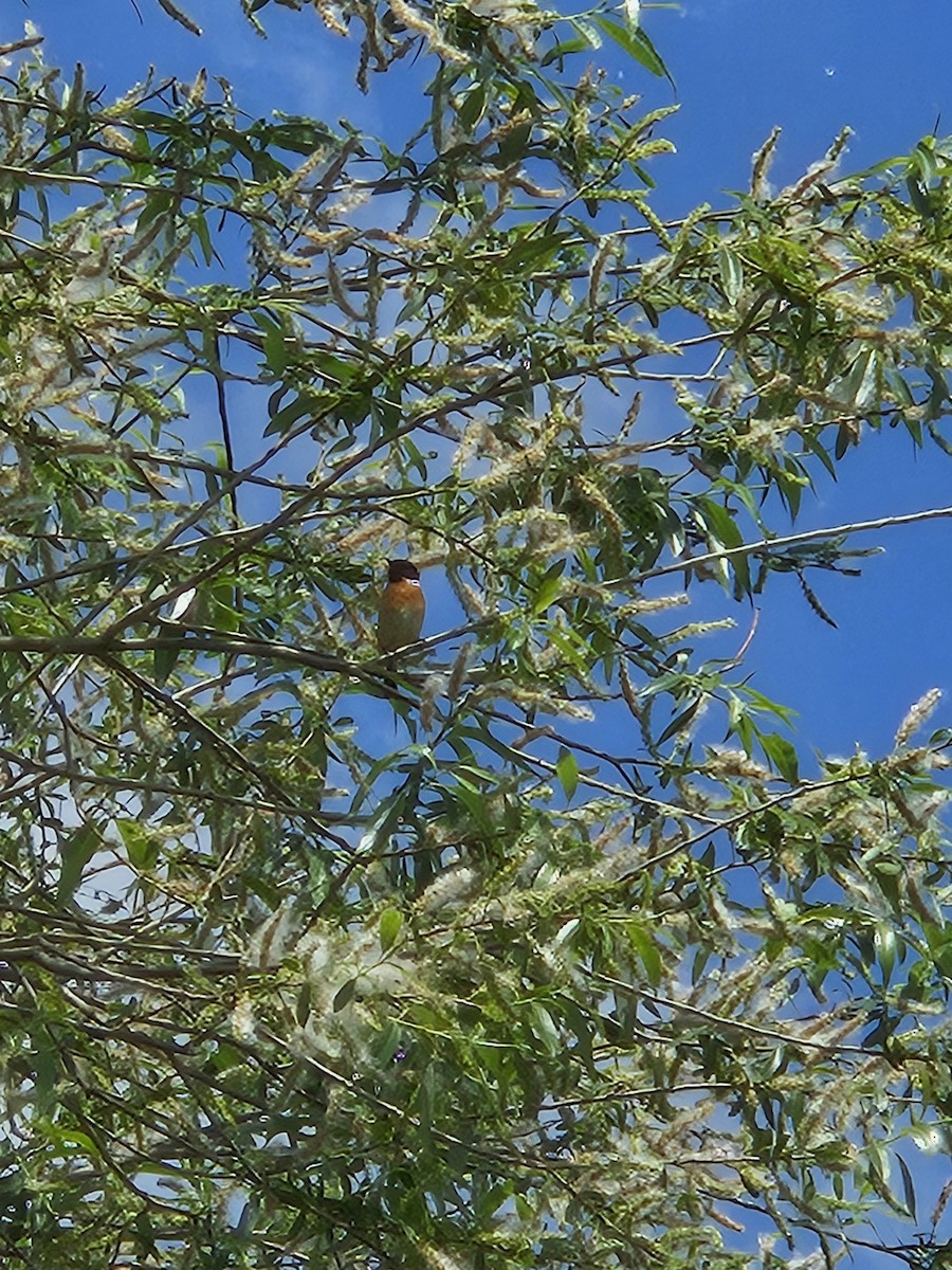 European Stonechat - ML618711307