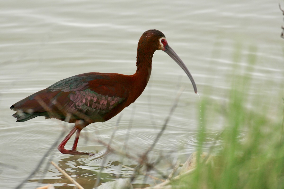 ibis americký - ML618711338