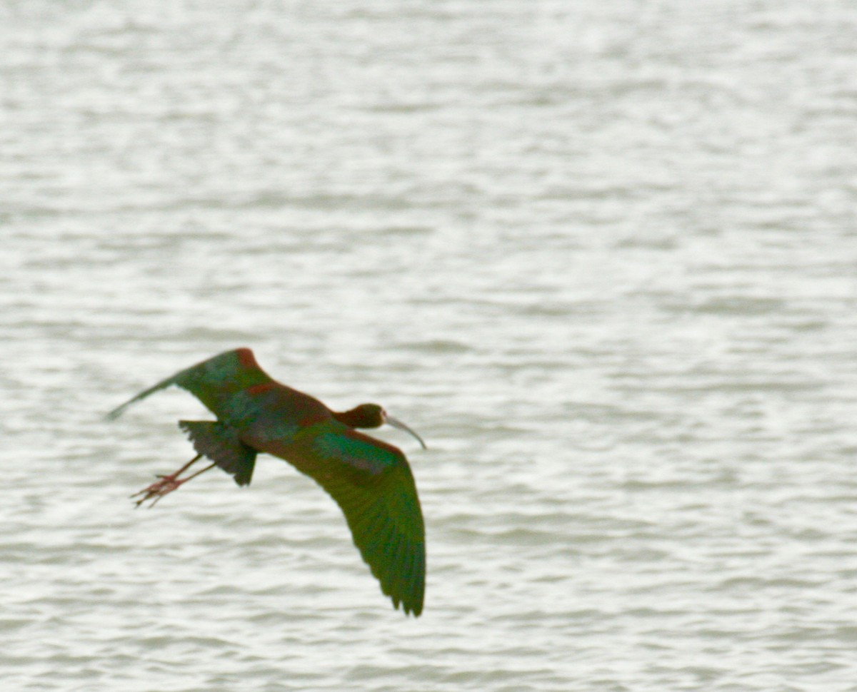 ibis americký - ML618711344