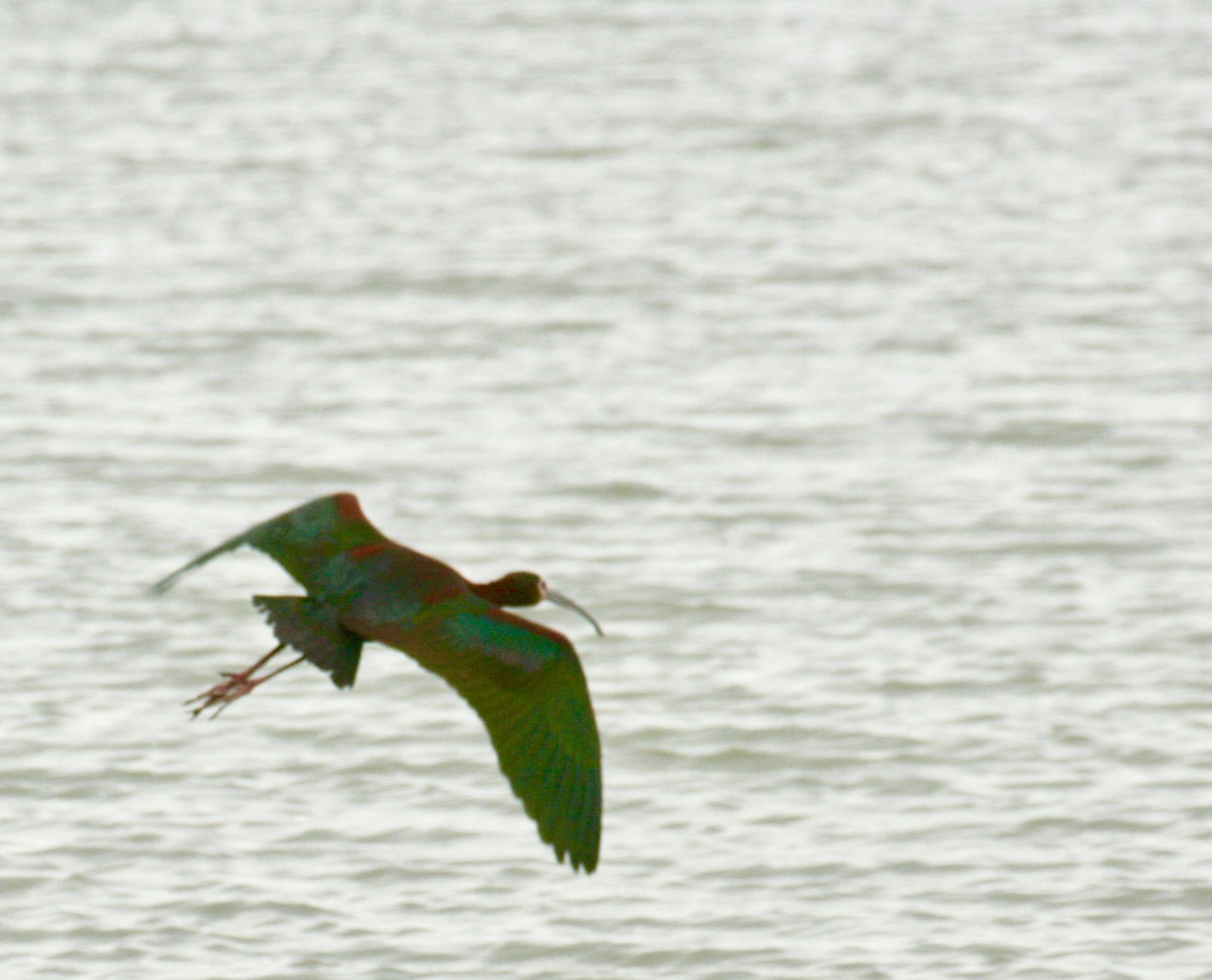 Ibis à face blanche - ML618711344