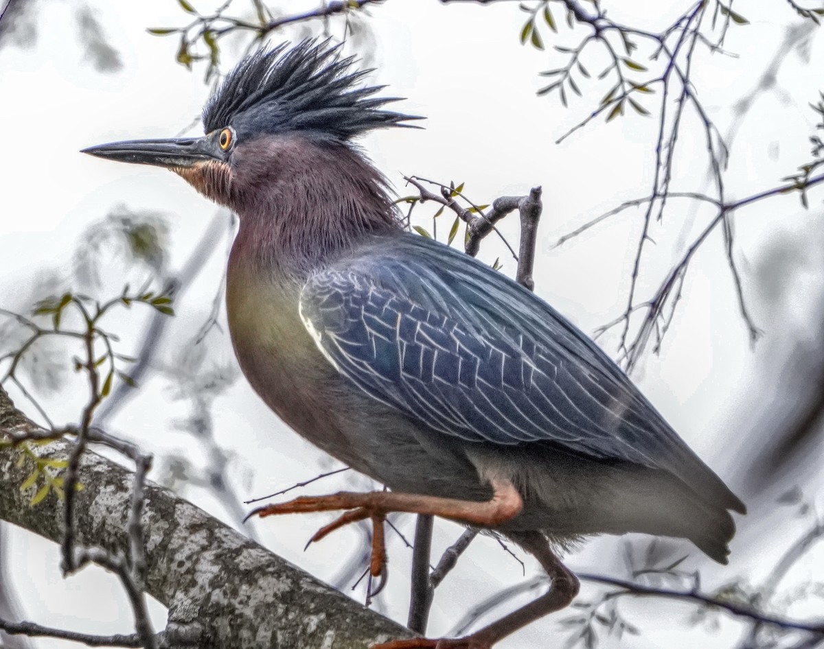 Green Heron - ML618711364