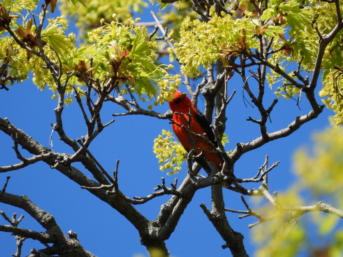 Scarlet Tanager - Rosanne Petrich