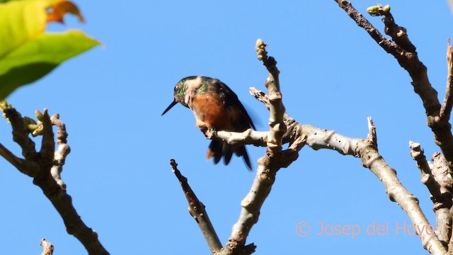 Violettkehl-Sternkolibri - ML618711396