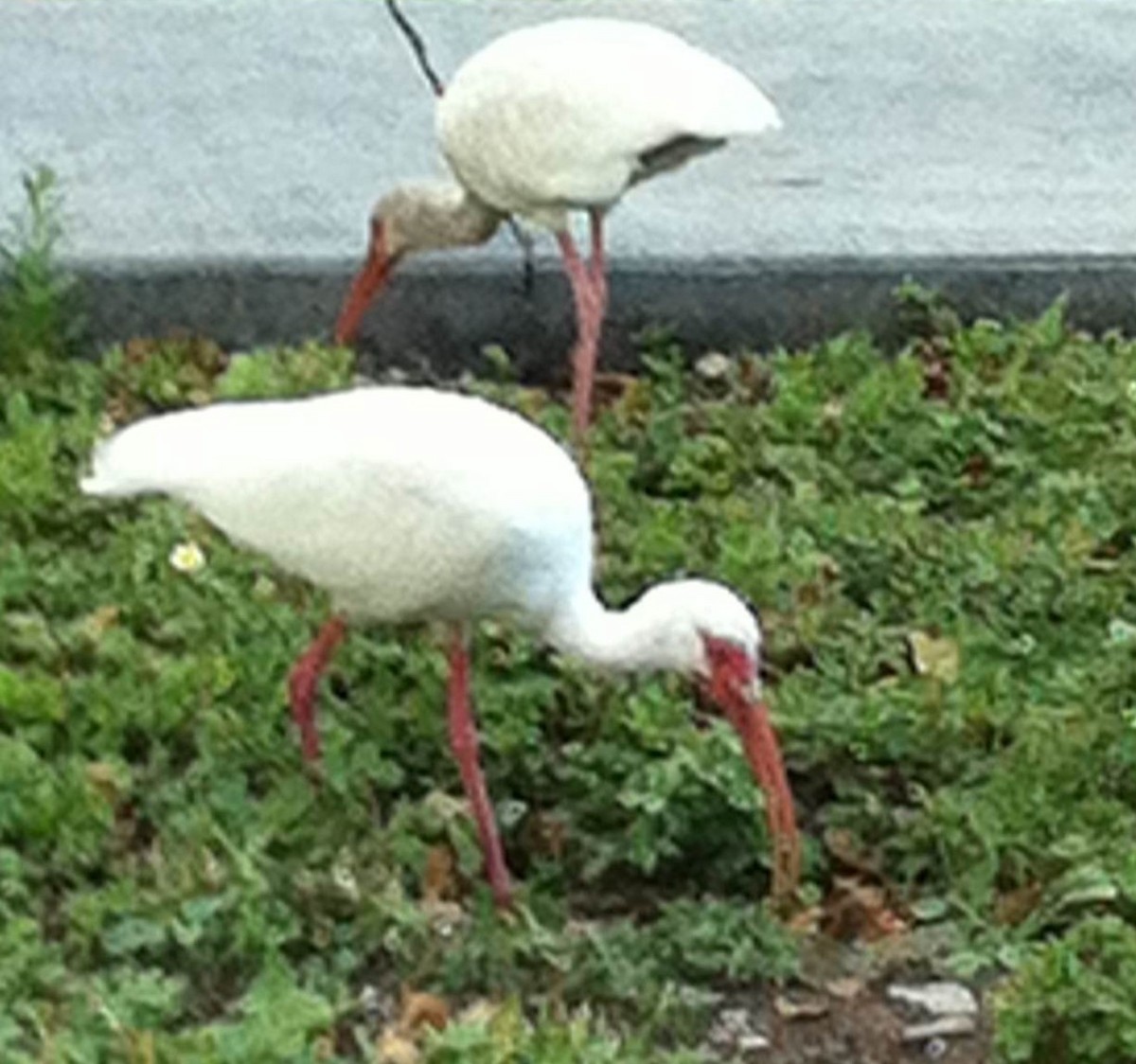 White Ibis - Jeffrey C and Teresa B Freedman