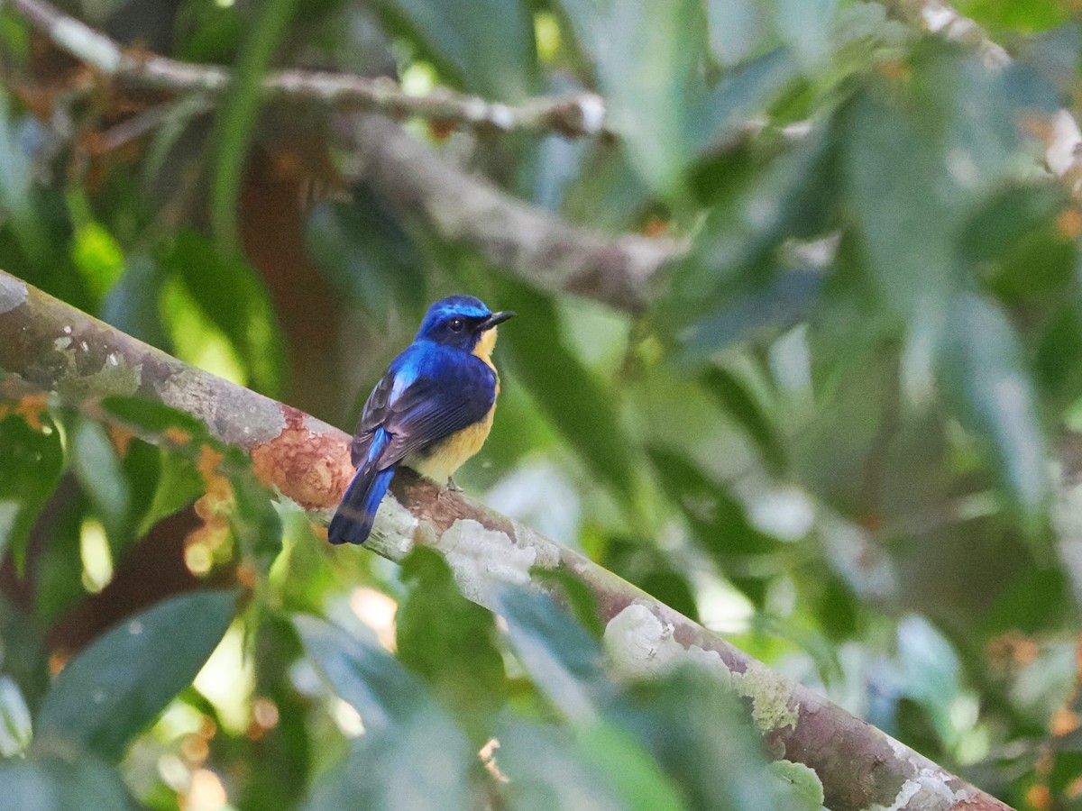 Bornean Blue Flycatcher - Kuan Chih Yu
