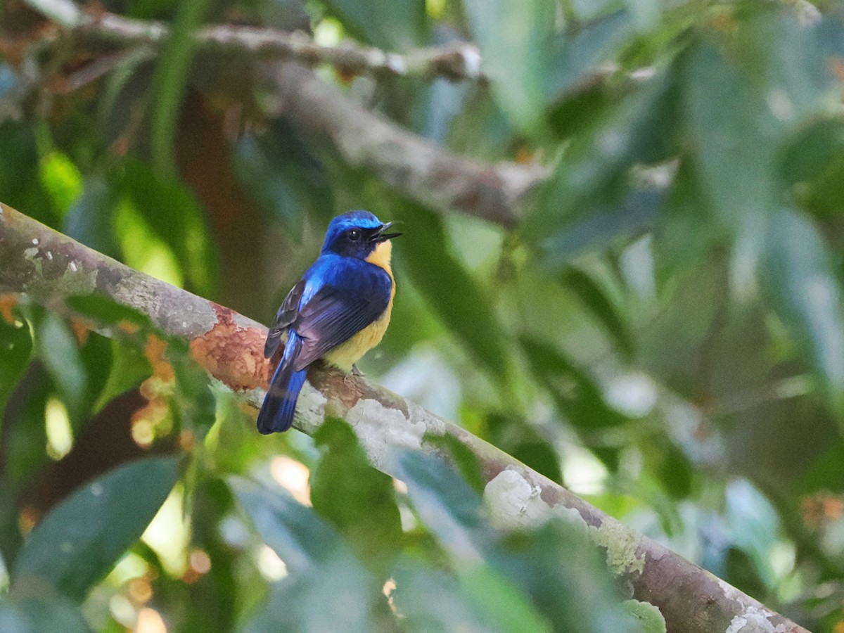 Bornean Blue Flycatcher - Kuan Chih Yu