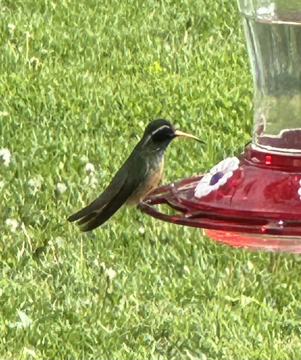kolibřík pruholící - ML618711459