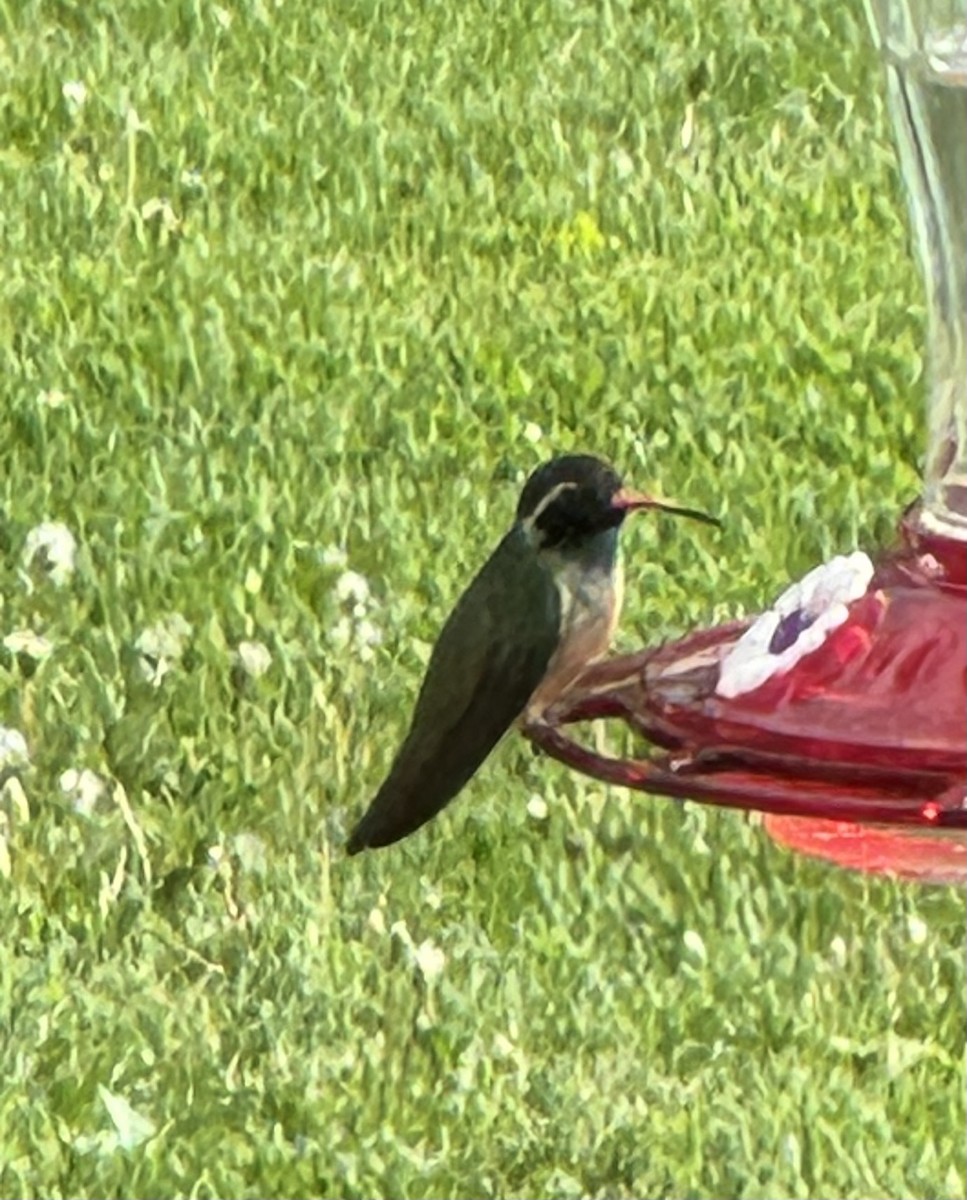 Xantus's Hummingbird - ML618711460