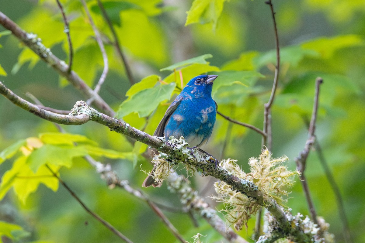 Passerin indigo - ML618711467