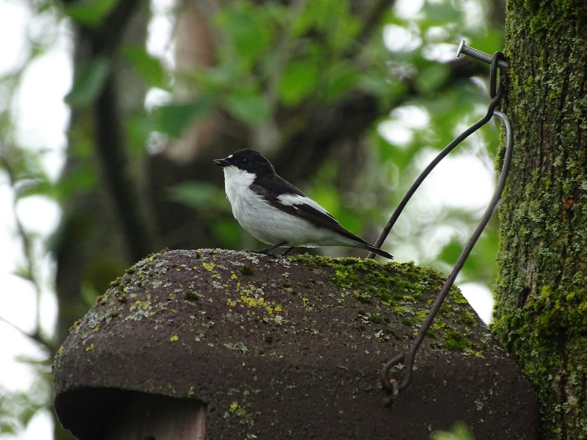 European Pied Flycatcher - Matteo Andresen