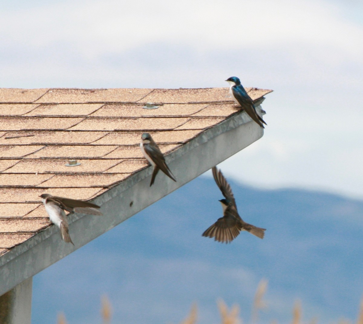 Tree Swallow - Renee Coon