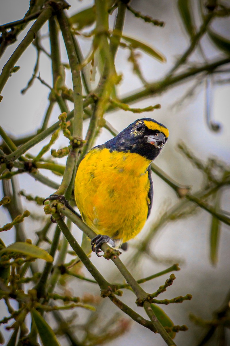 Green-throated Euphonia - ML618711563