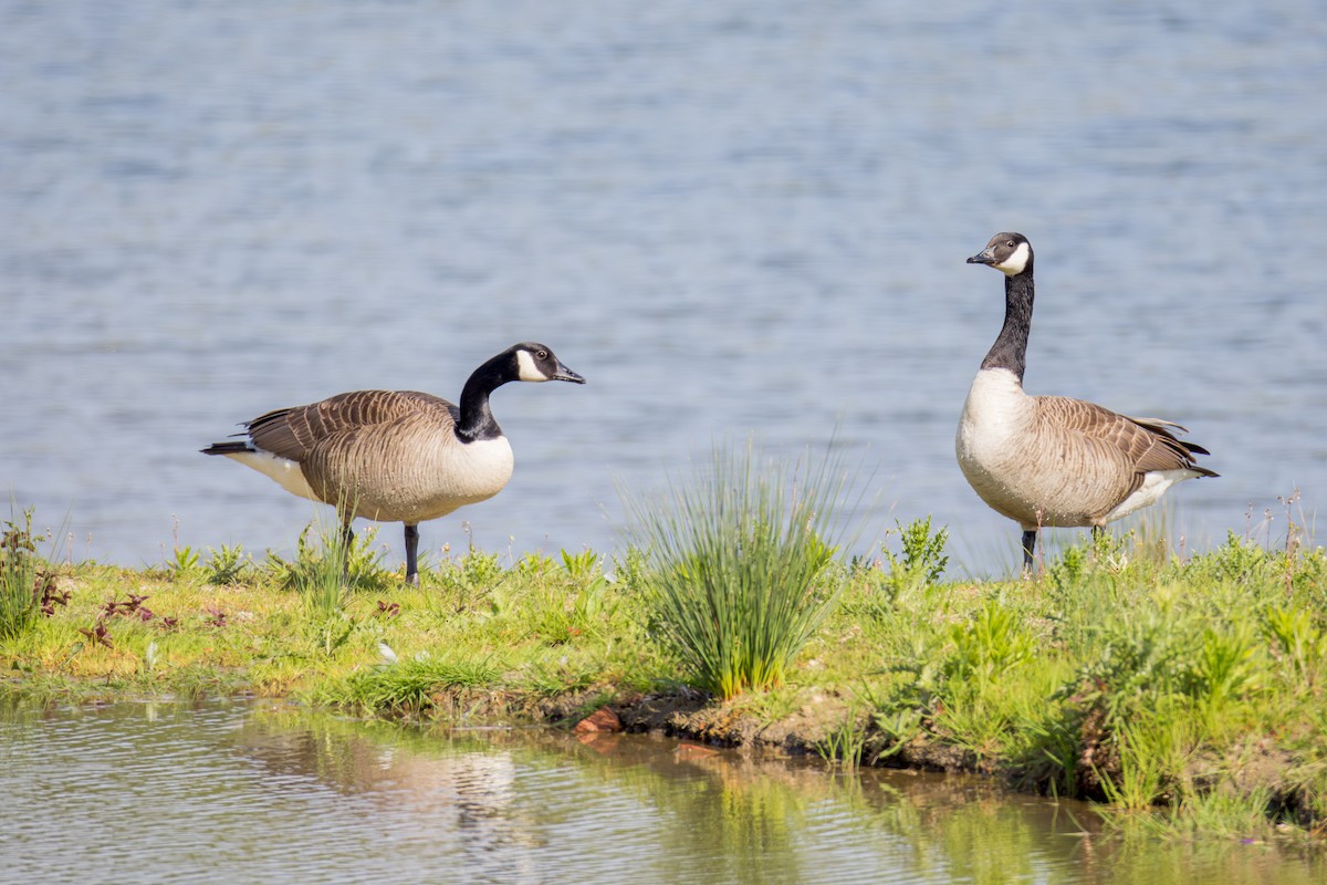 Canada Goose - William Stephens