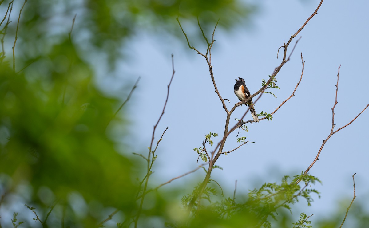 Eastern Towhee - ML618711574