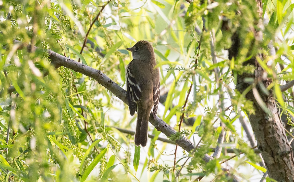 Alder Flycatcher - Taylor Long