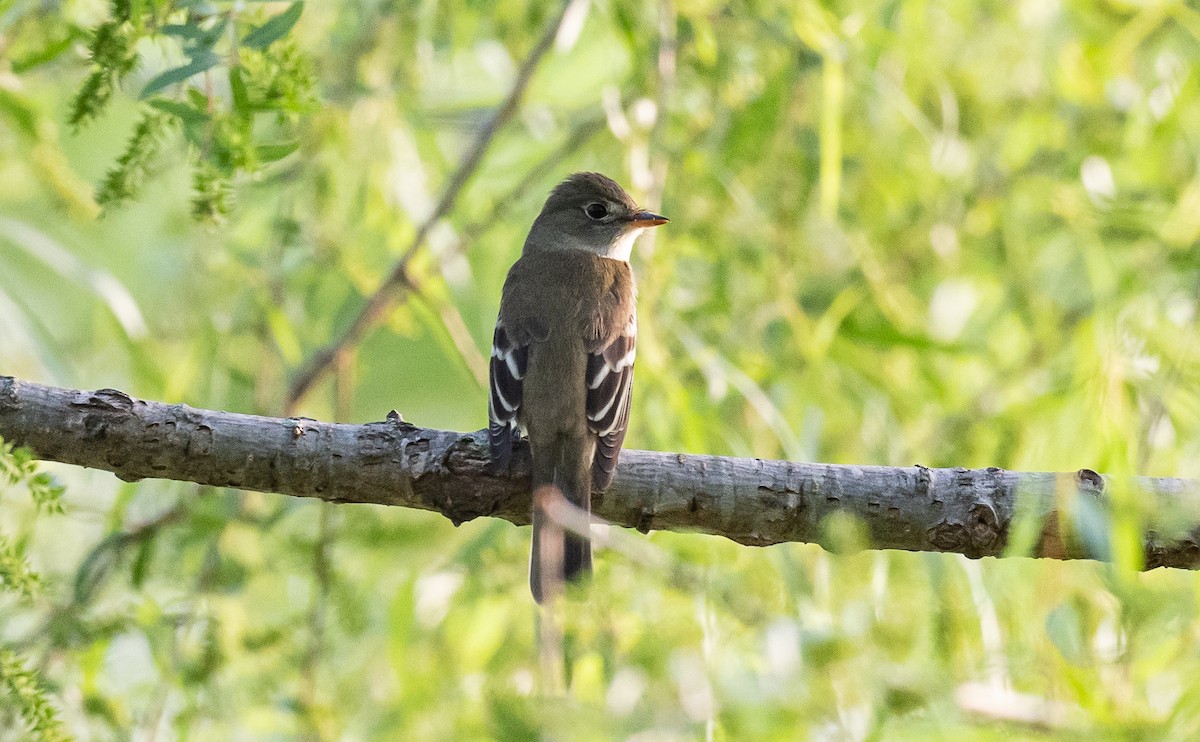 Alder Flycatcher - Taylor Long