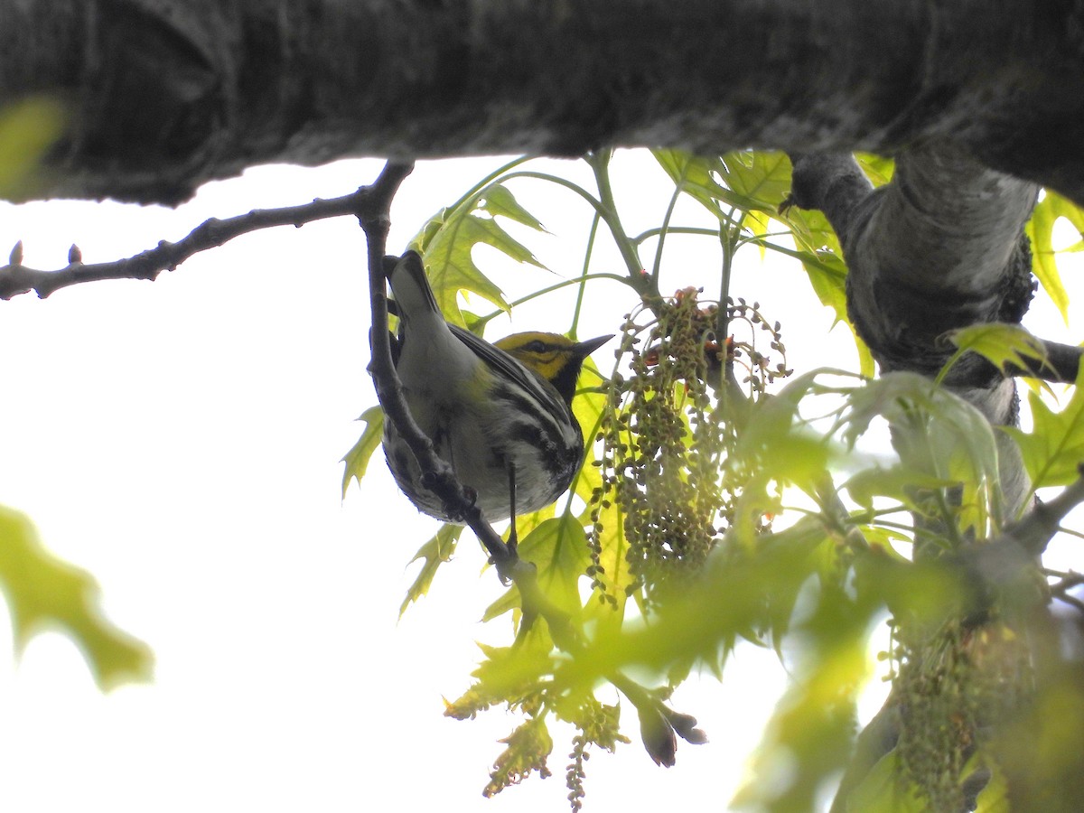 Black-throated Green Warbler - ML618711584