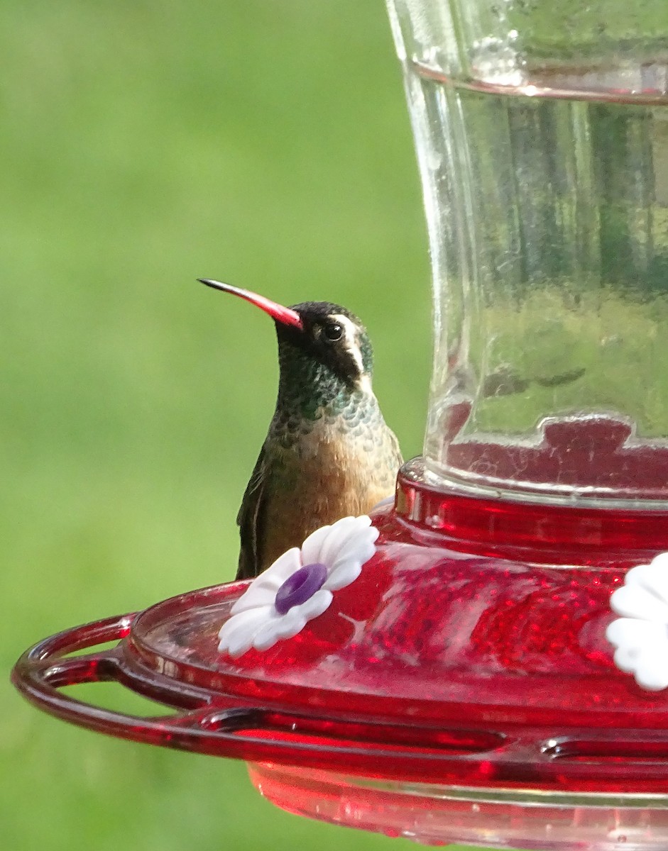 kolibřík pruholící - ML618711613