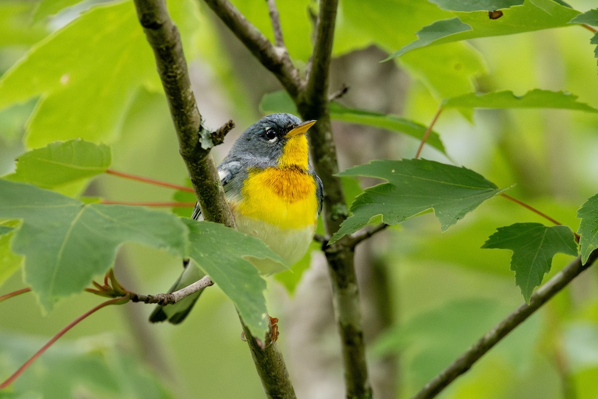 Northern Parula - ML618711614