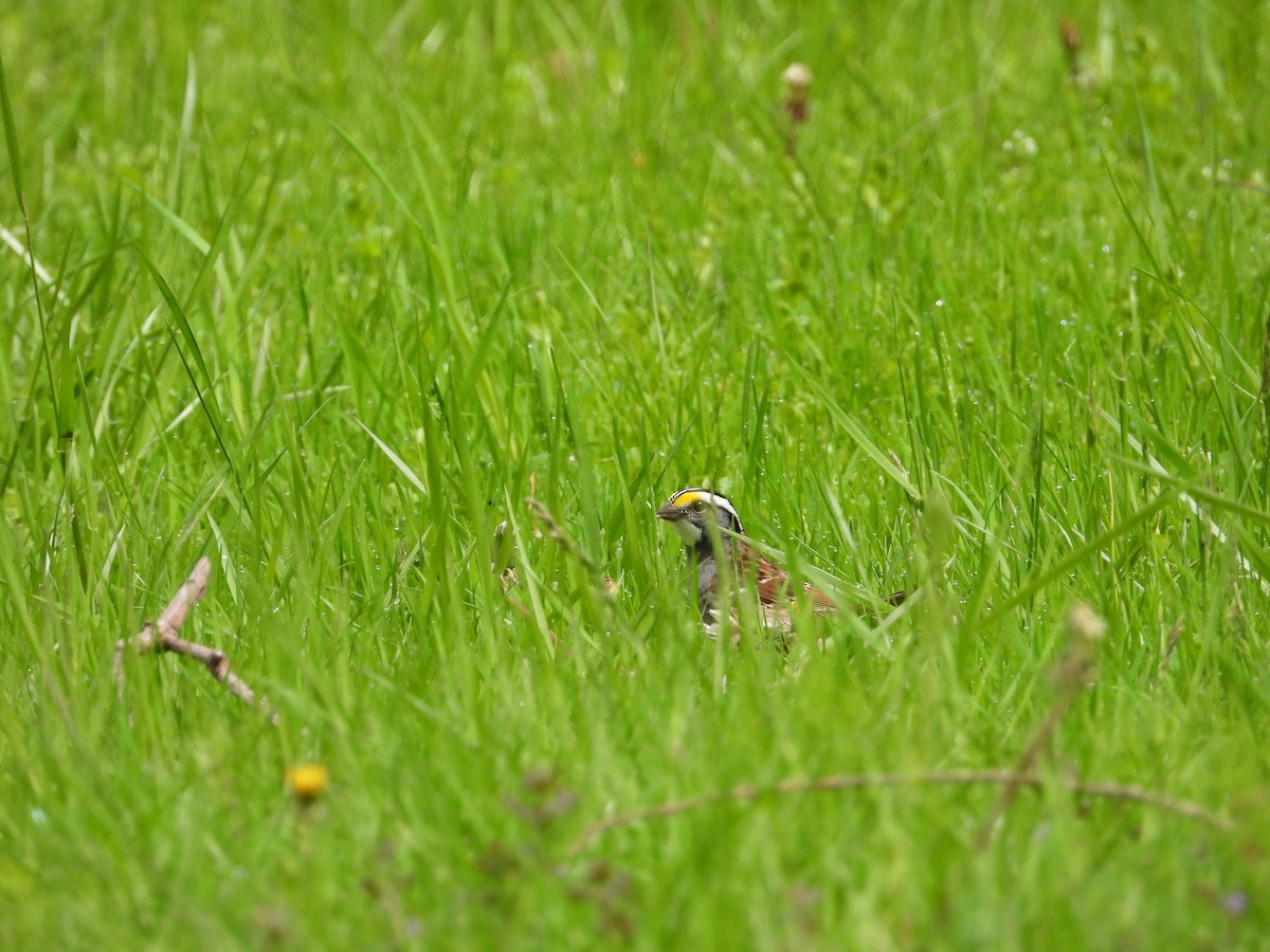 White-throated Sparrow - ML618711628