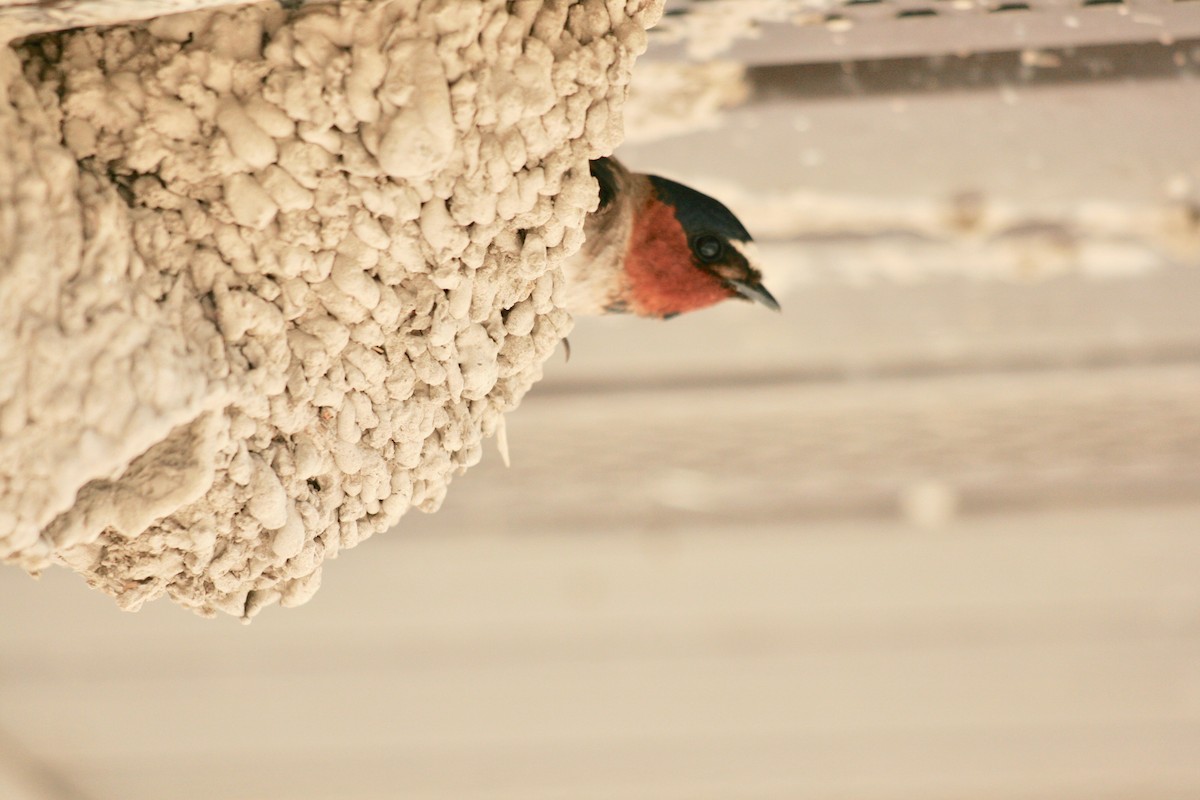 Cliff Swallow - Renee Coon