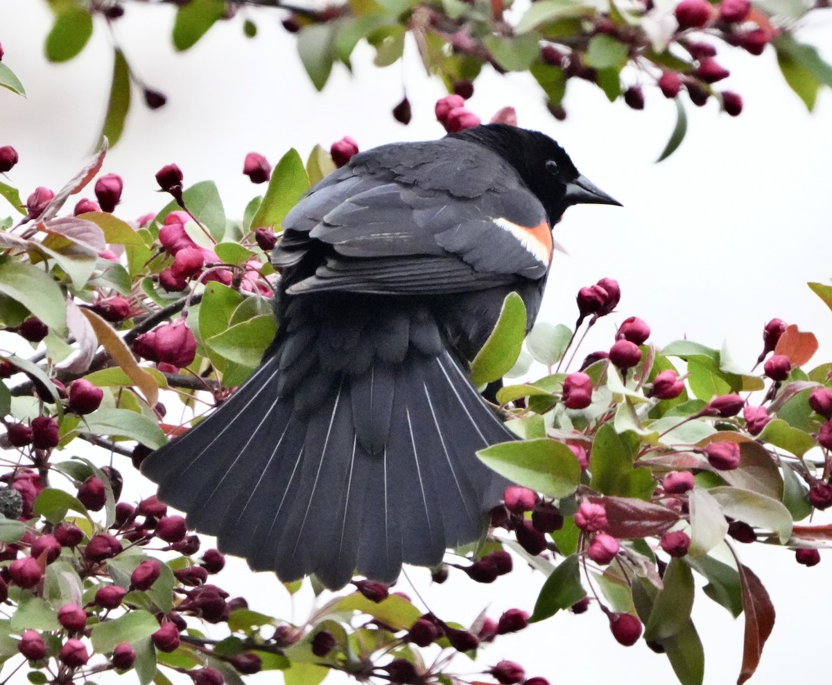 Red-winged Blackbird - Ann Armour