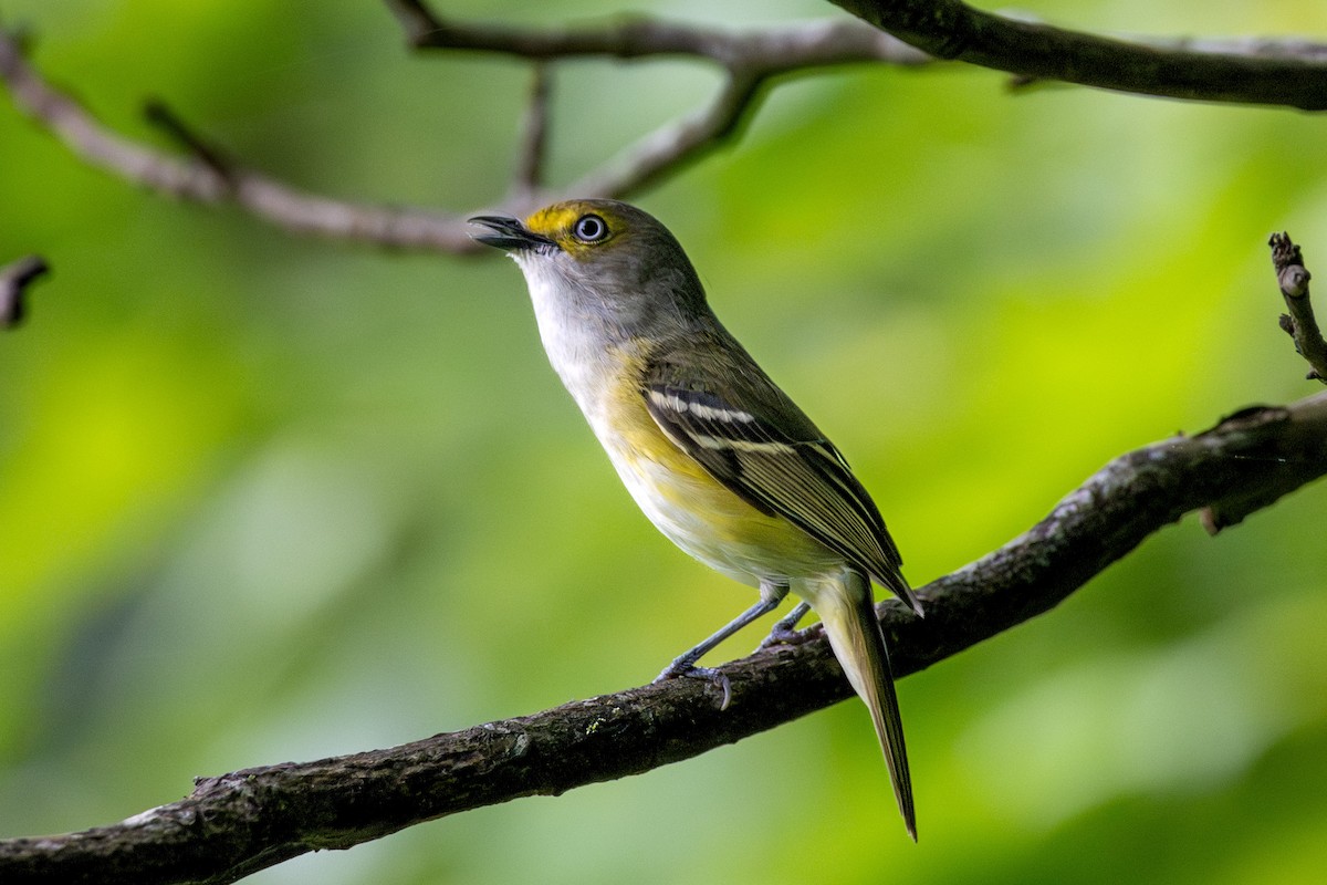 White-eyed Vireo - ML618711669