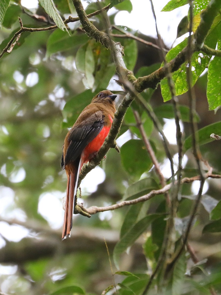 trogon rudohlavý - ML618711690