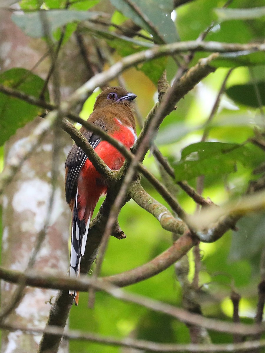 Red-headed Trogon - ML618711692