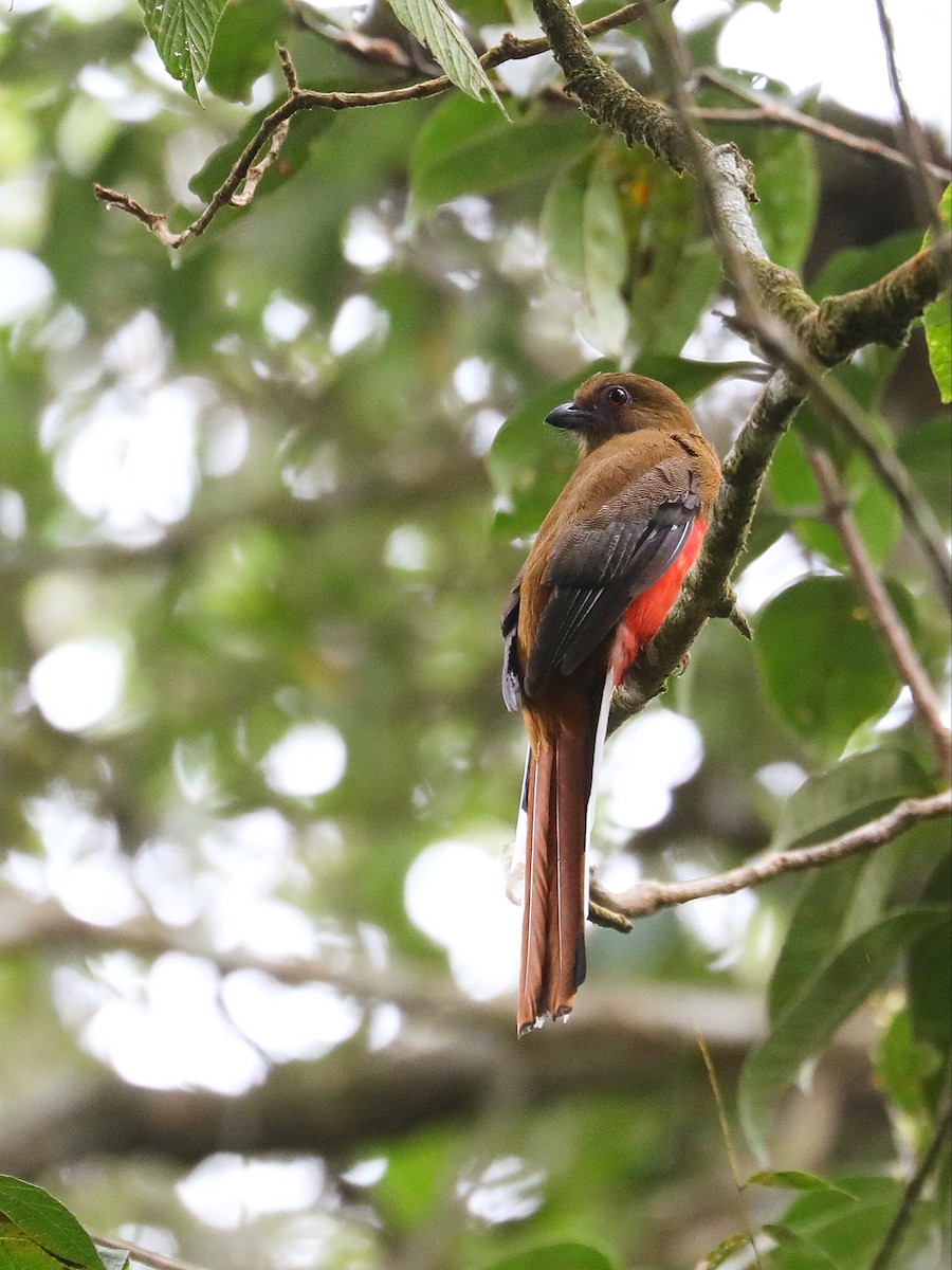 Red-headed Trogon - ML618711694