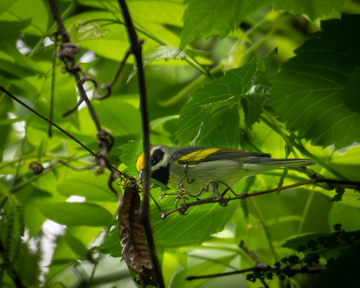 Golden-winged Warbler - chris milligan