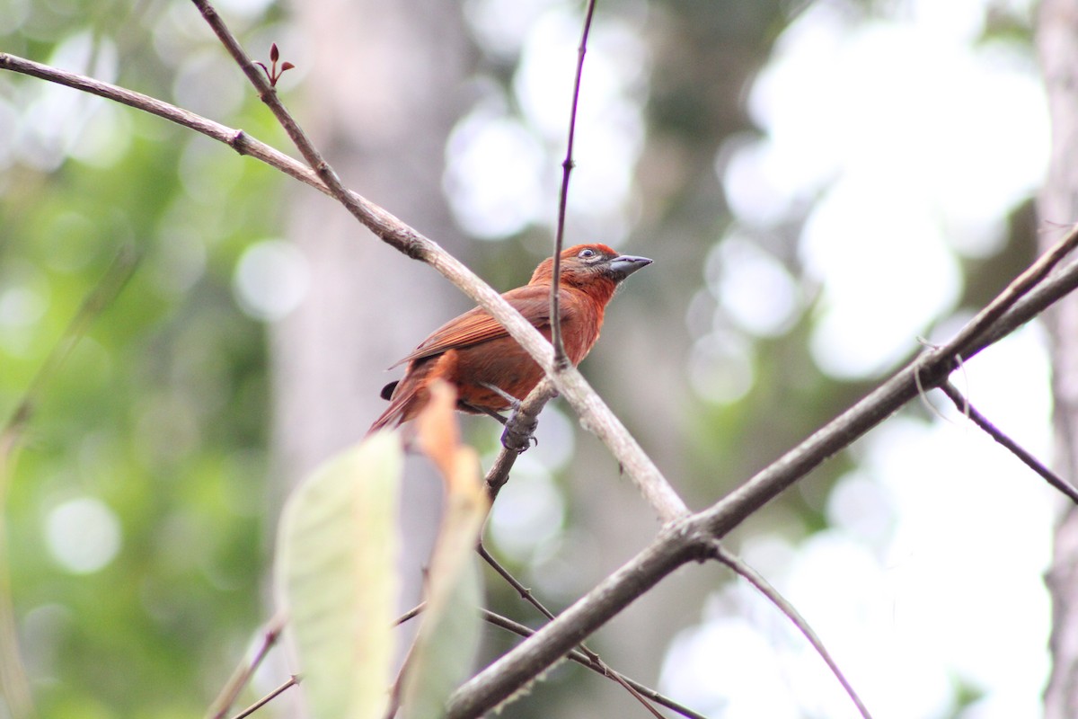 Hepatic Tanager - ML618711748