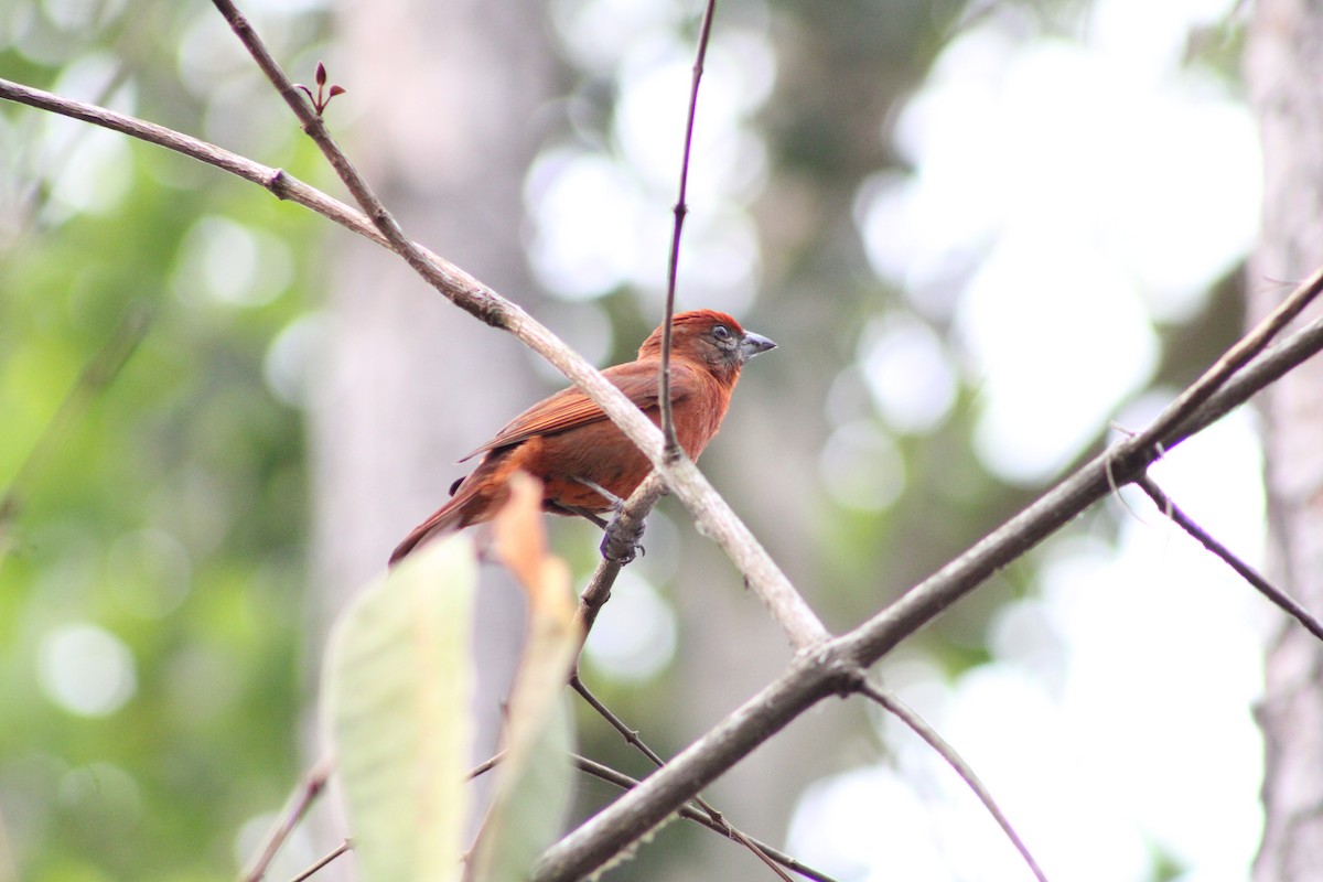 Hepatic Tanager - ML618711749