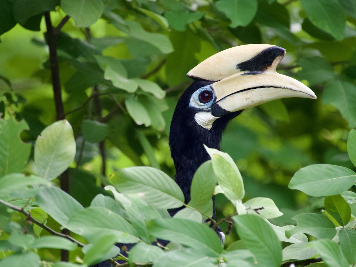 Oriental Pied-Hornbill - ML618711757