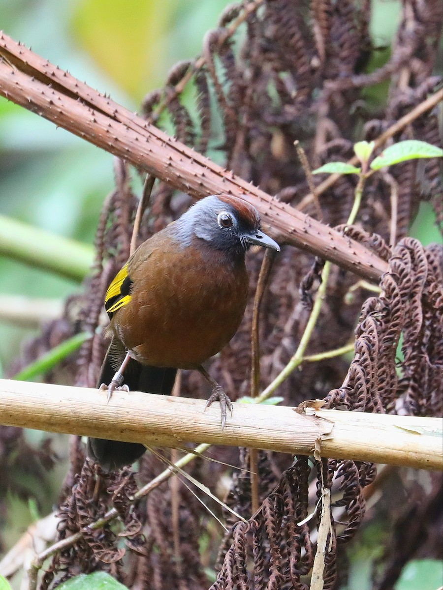 Malayan Laughingthrush - ML618711769