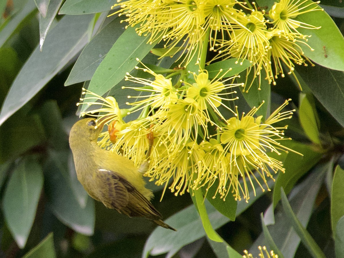 Ornate Sunbird - ML618711792