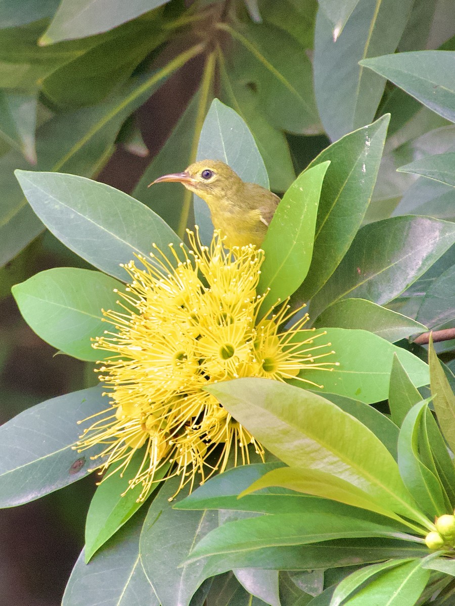 Ornate Sunbird - ML618711793