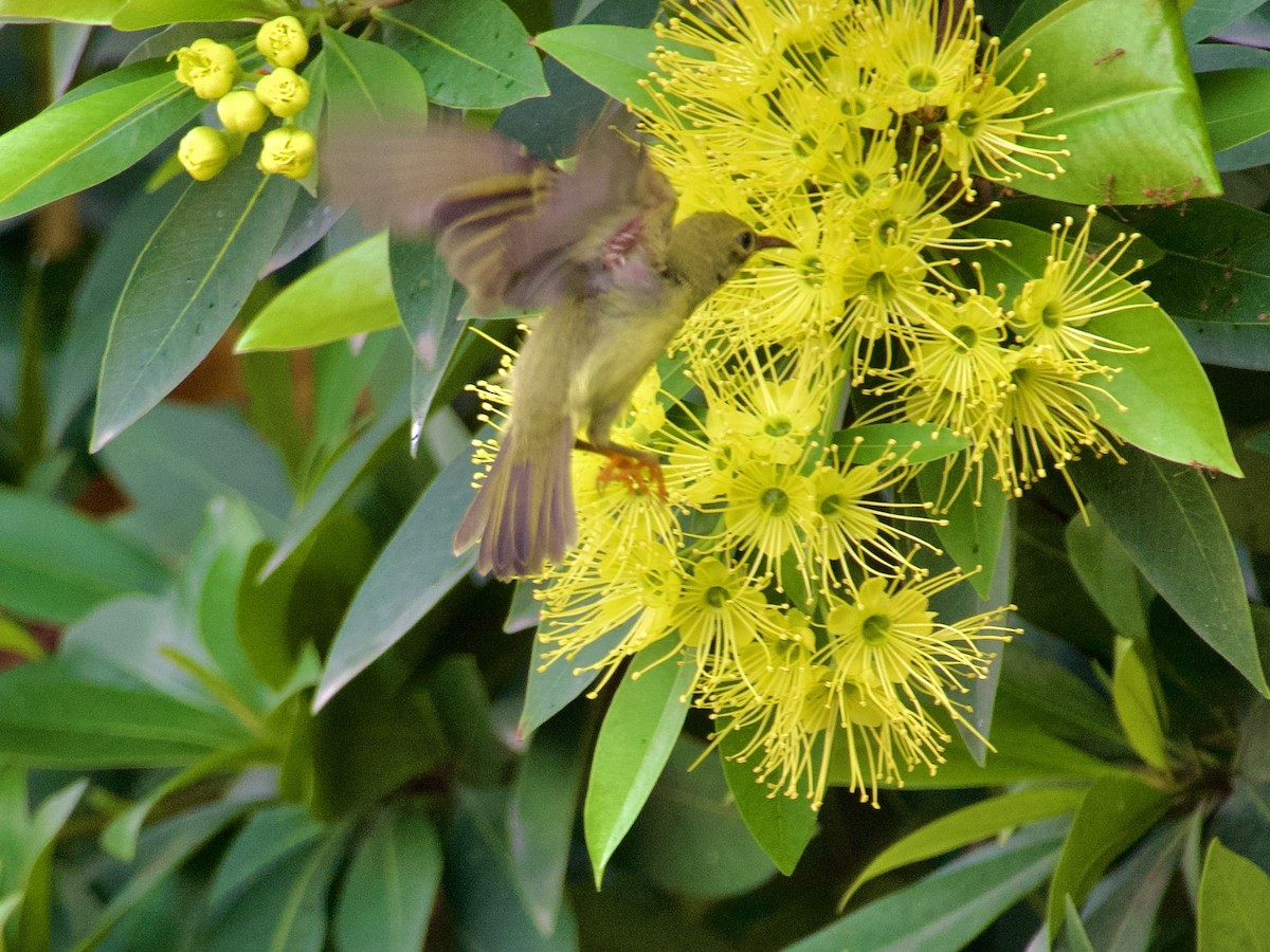 Ornate Sunbird - ML618711794