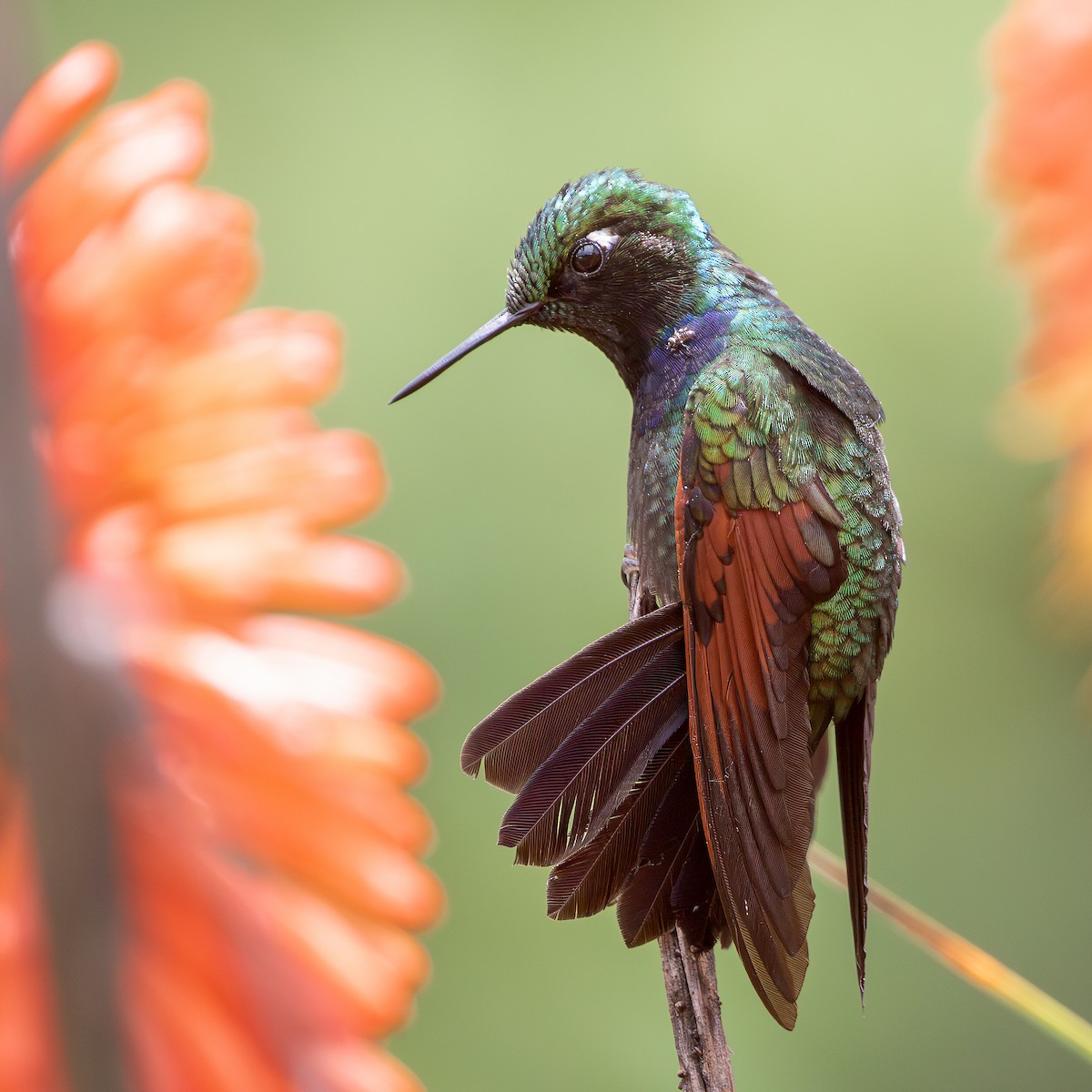 Colibri à gorge grenat - ML618711795