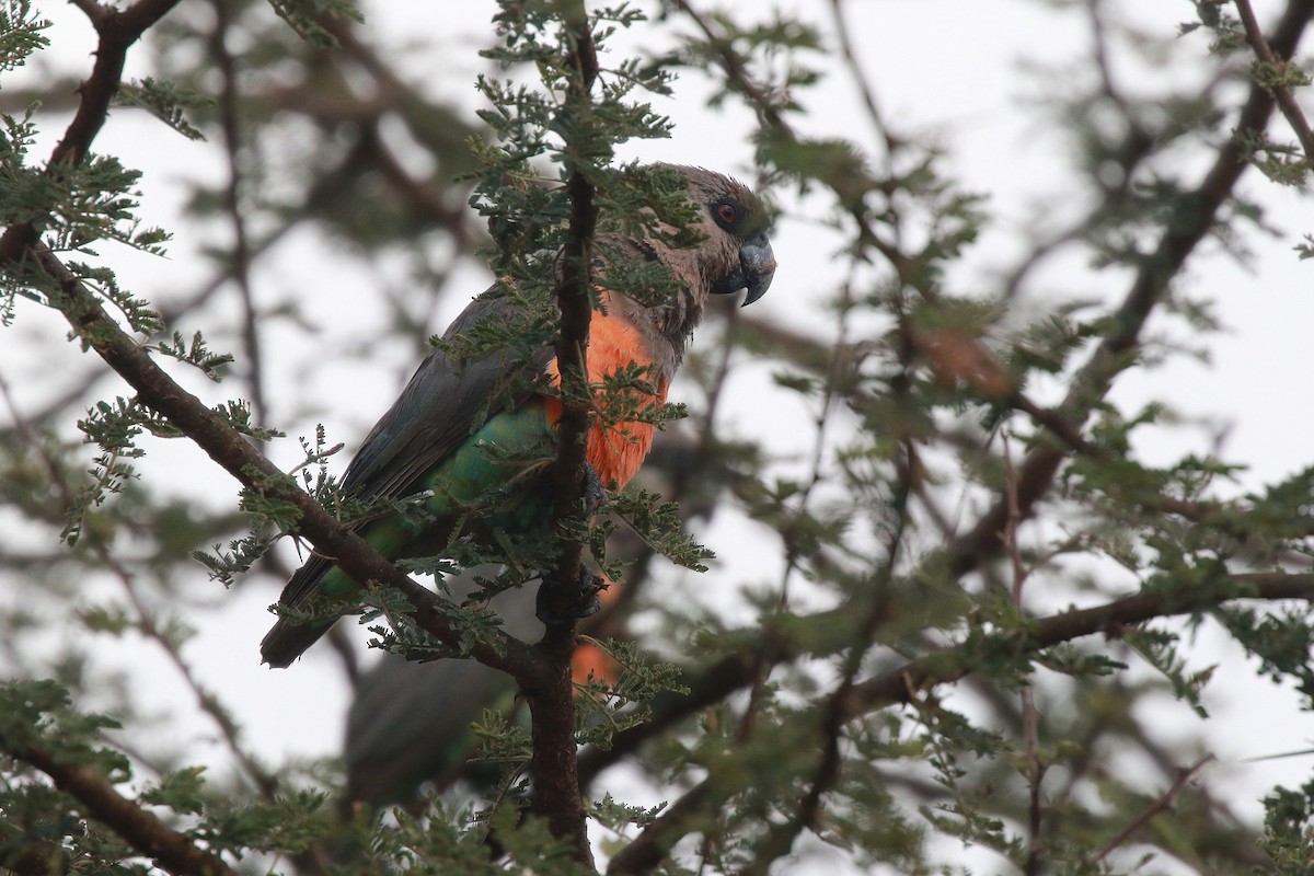 Red-bellied Parrot - ML618711802