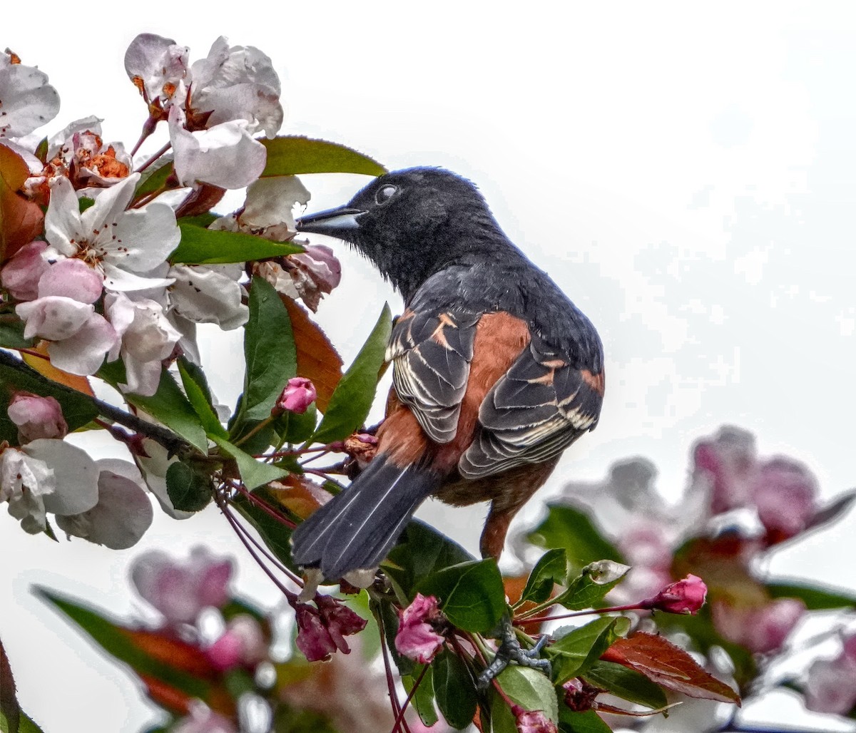 Orchard Oriole - ML618711810