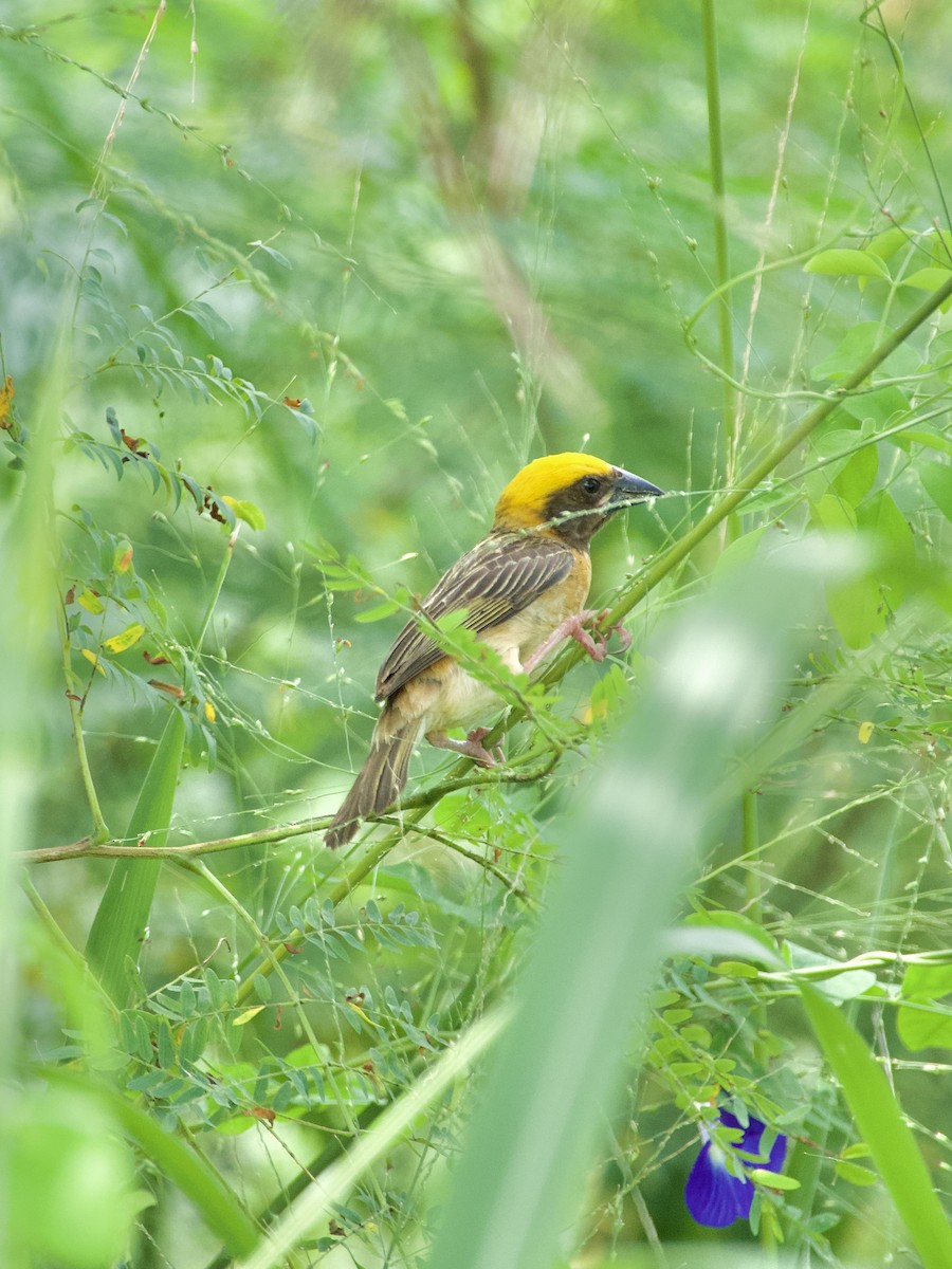 Baya Weaver - ML618711815