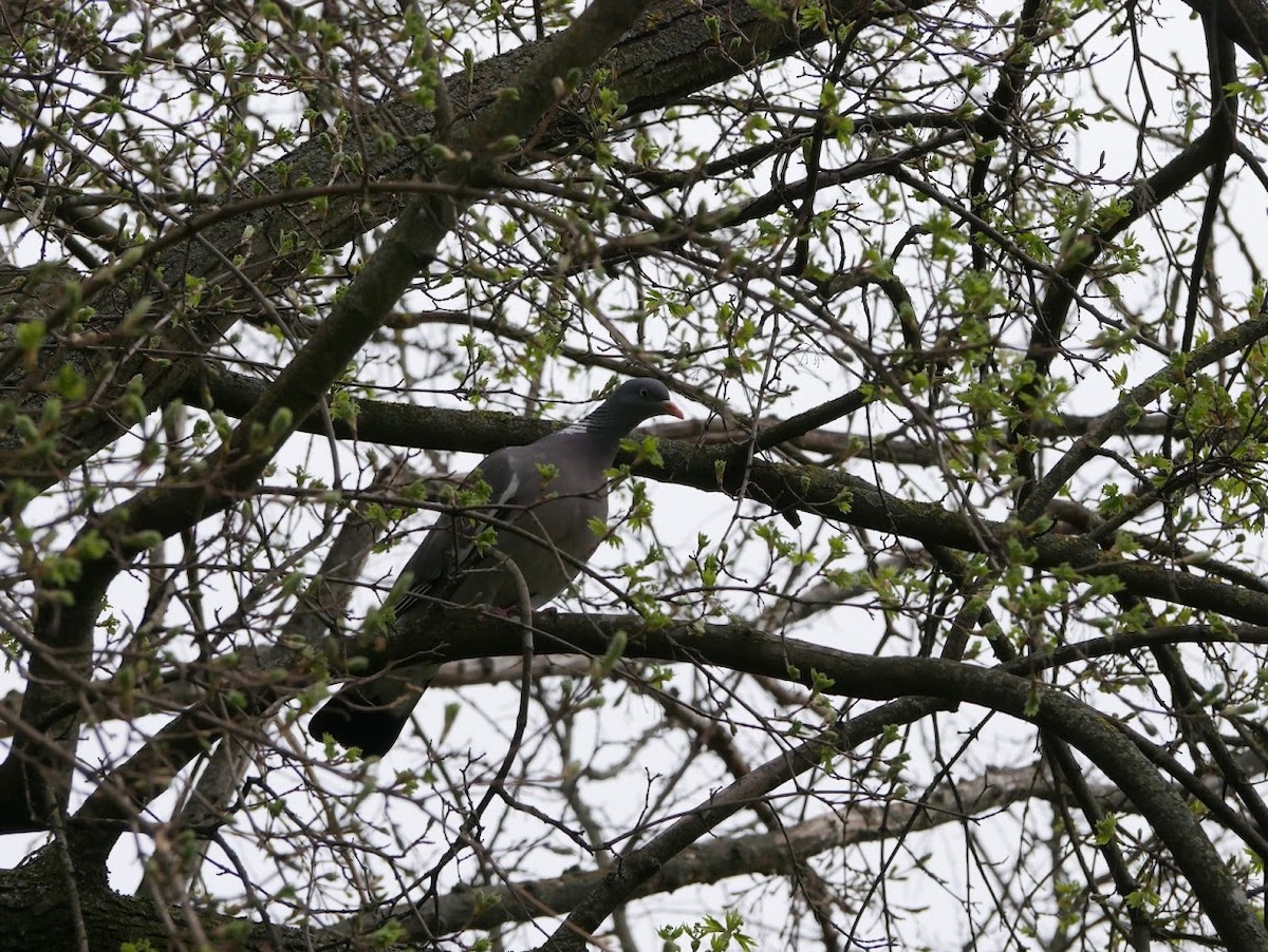 Common Wood-Pigeon - Anna Hradská