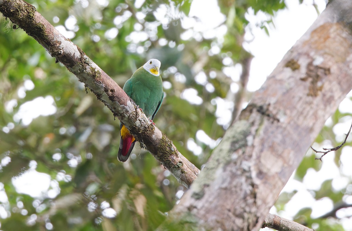 Black-naped Fruit-Dove - ML618711842