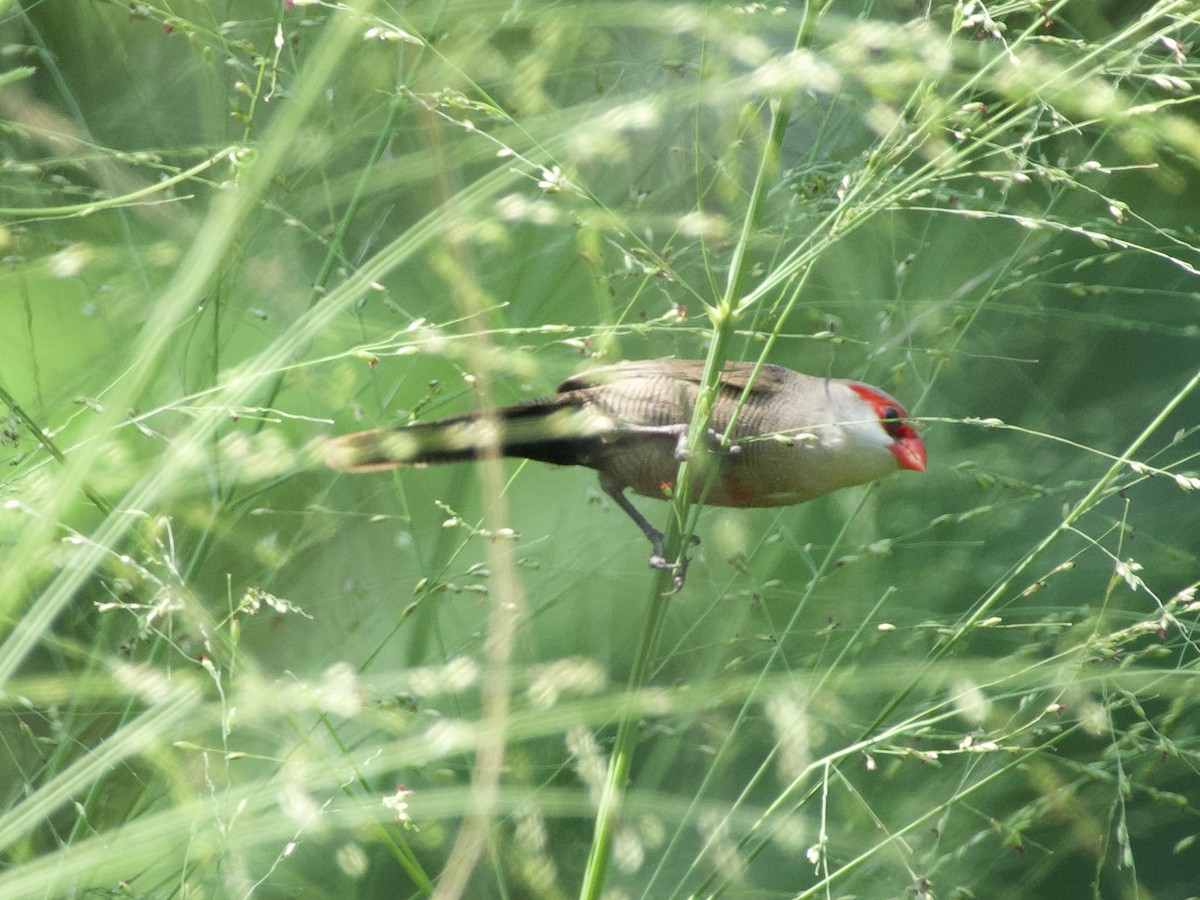 Common Waxbill - ML618711850