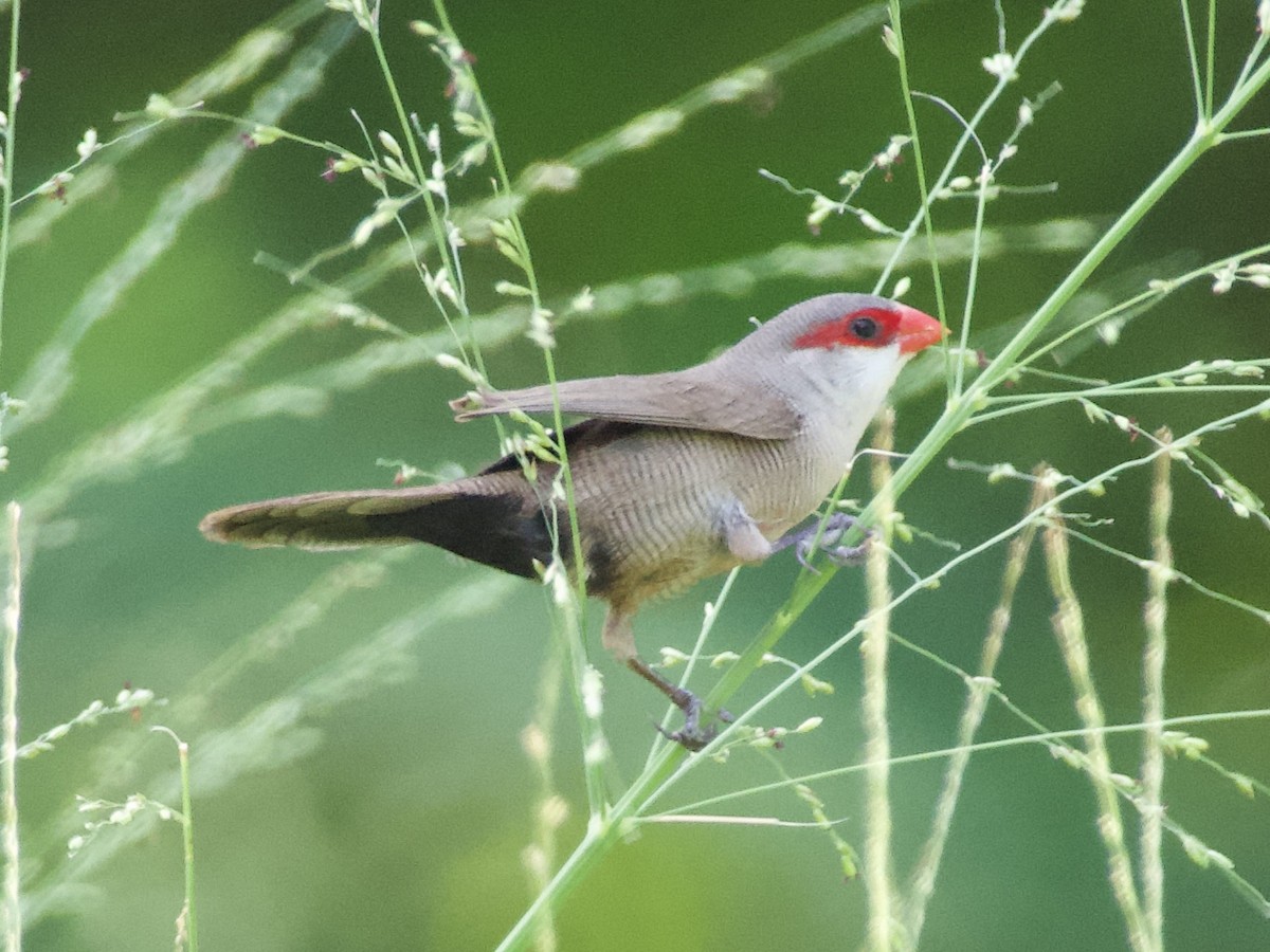 Common Waxbill - ML618711851