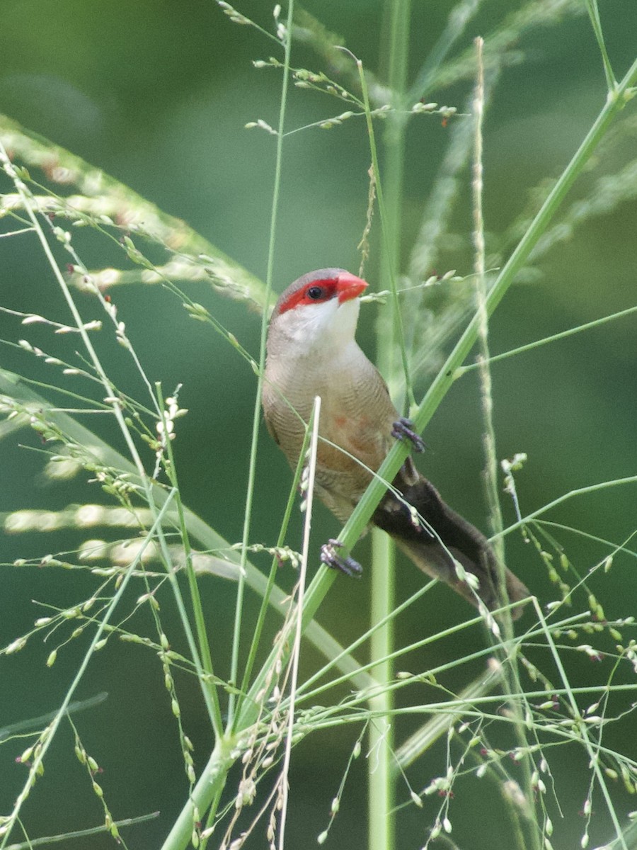 Common Waxbill - ML618711852