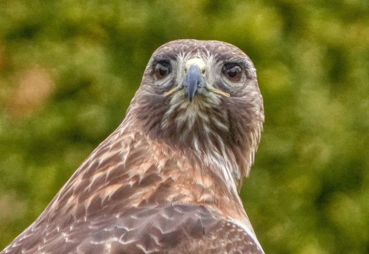 Red-tailed Hawk - ML618711897