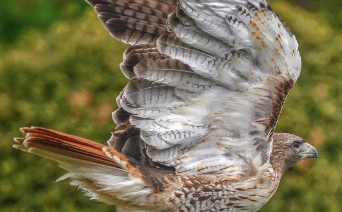 Red-tailed Hawk - ML618711898