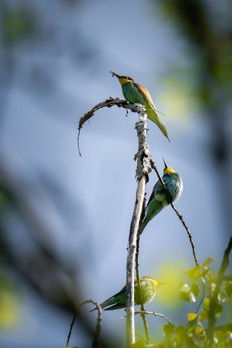 Guêpier d'Europe - ML618711906